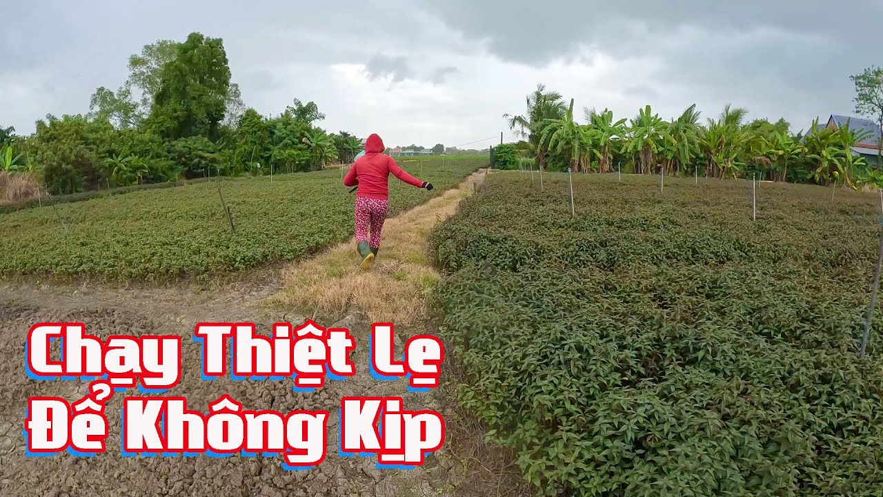 Đi Săn Rắn Khủng Sau Cơn Mưa Trái Mùa # CSSB # Tập 27