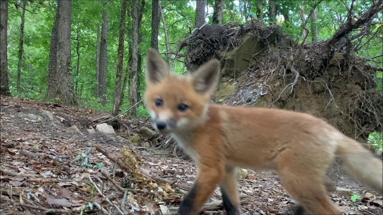 Fun with a Fox - YouTube