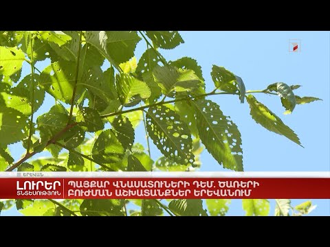 Video: Վնասատուների բուժումը հովտաշուշանի բույսերի վրա