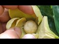 Guanabana flor con dos ovarios