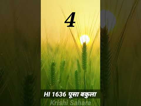 Top 5 ग ह क सबस अच छ व र यट 2025 Top 5 Variety Of Wheat In India Krishi501 