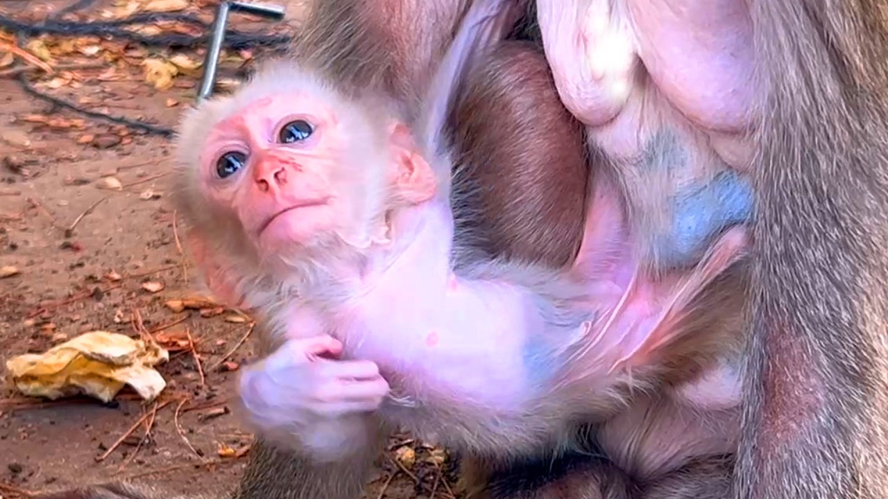 LIVE: Curious Baby Monkey Tries to Walk While Mama Stays Close and Watchful 💛🐒