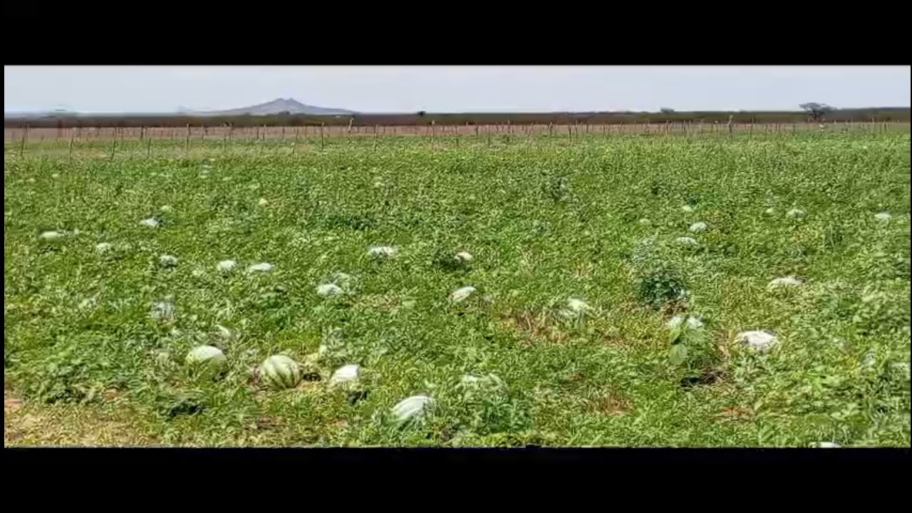 Colheita de melancia 