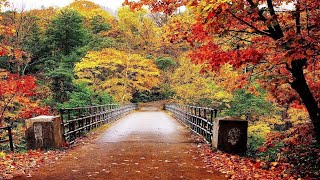 Peaceful ringtone / soft music ringtone/ natural  hindimusic/ screenshot 3