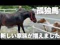 【孤独馬】生まれてすぐ捨てられたポニーが家族になりました