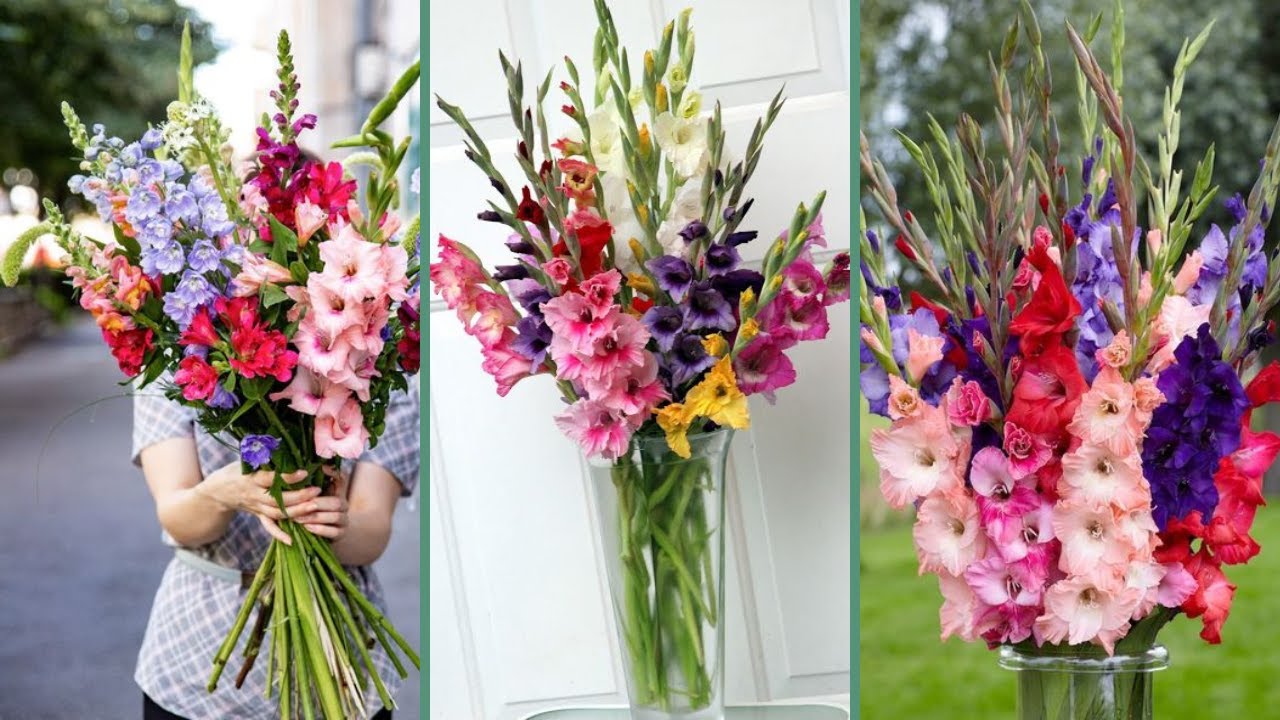 Gladiolus // How to Plant, Grow, Harvest, and Store Gladiolus Corms// 5