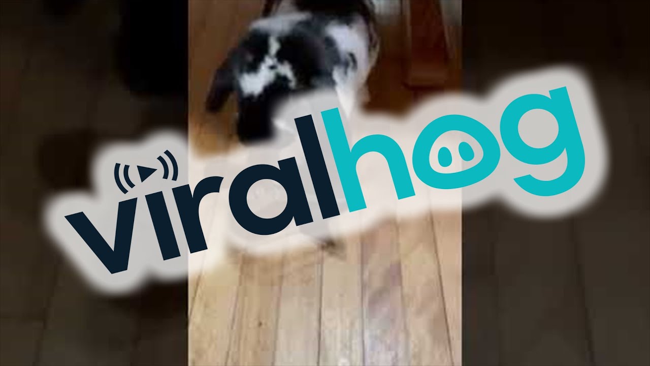 Mim Mim the Rabbit Stops Pendulum Balls || ViralHog