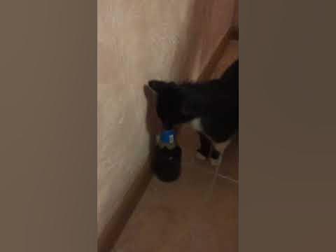 Кот пьёт пиво - YouTube