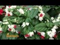 VIVERO ALEGRÃA - Enredaderas
