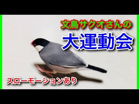 文鳥サクオさんのおいかけっこ 大運動会 スローモーションあり