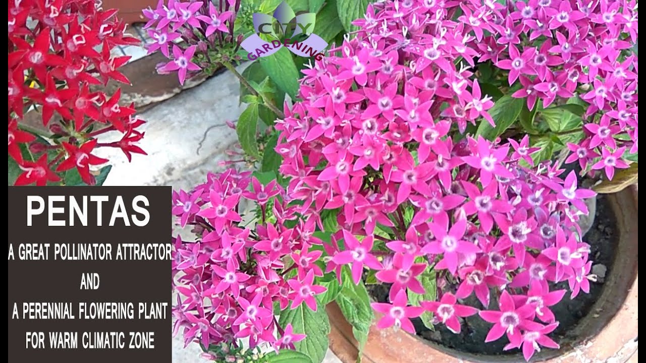 Pentas, the best pollinator attracter. How to grow and care for this wonderful flowering plant?