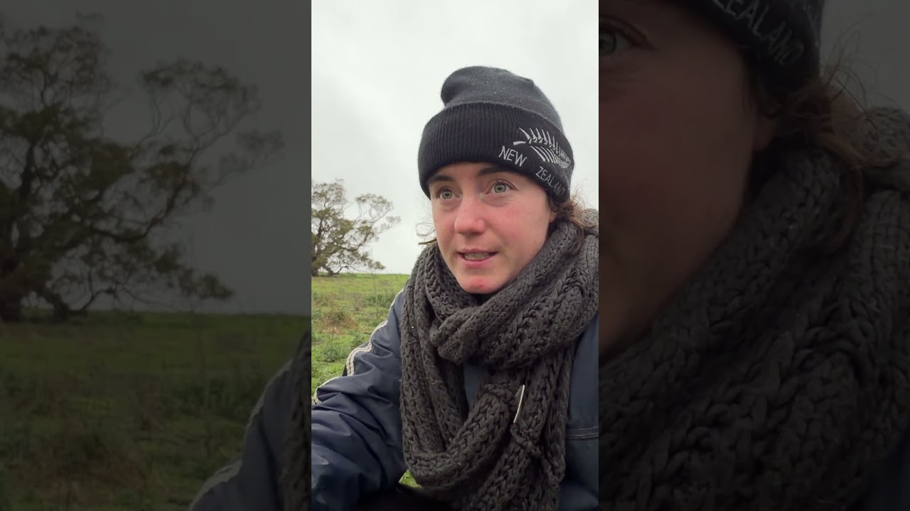 How to tell if a lamb's walked