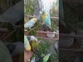 🛍️買ってよかったインコグッズランキング風紹介🐥🛒