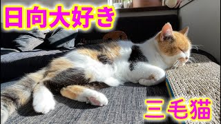 昼間は何してるの？３姉弟を覗いてみたら…