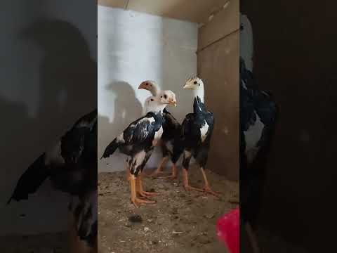 لاری جوجه لاری مرغ و خروس طیور جنگ جنگی