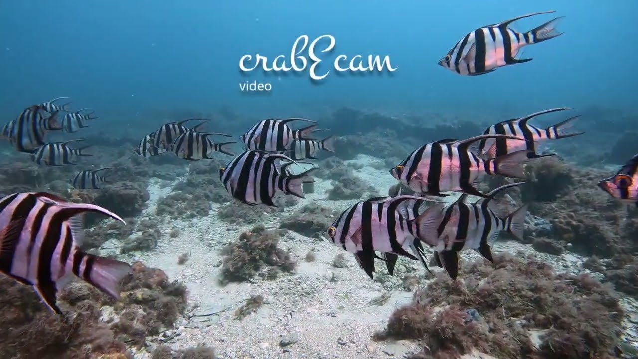 Leatherjacket Alley - shallow rocky reef dive - Ep 131