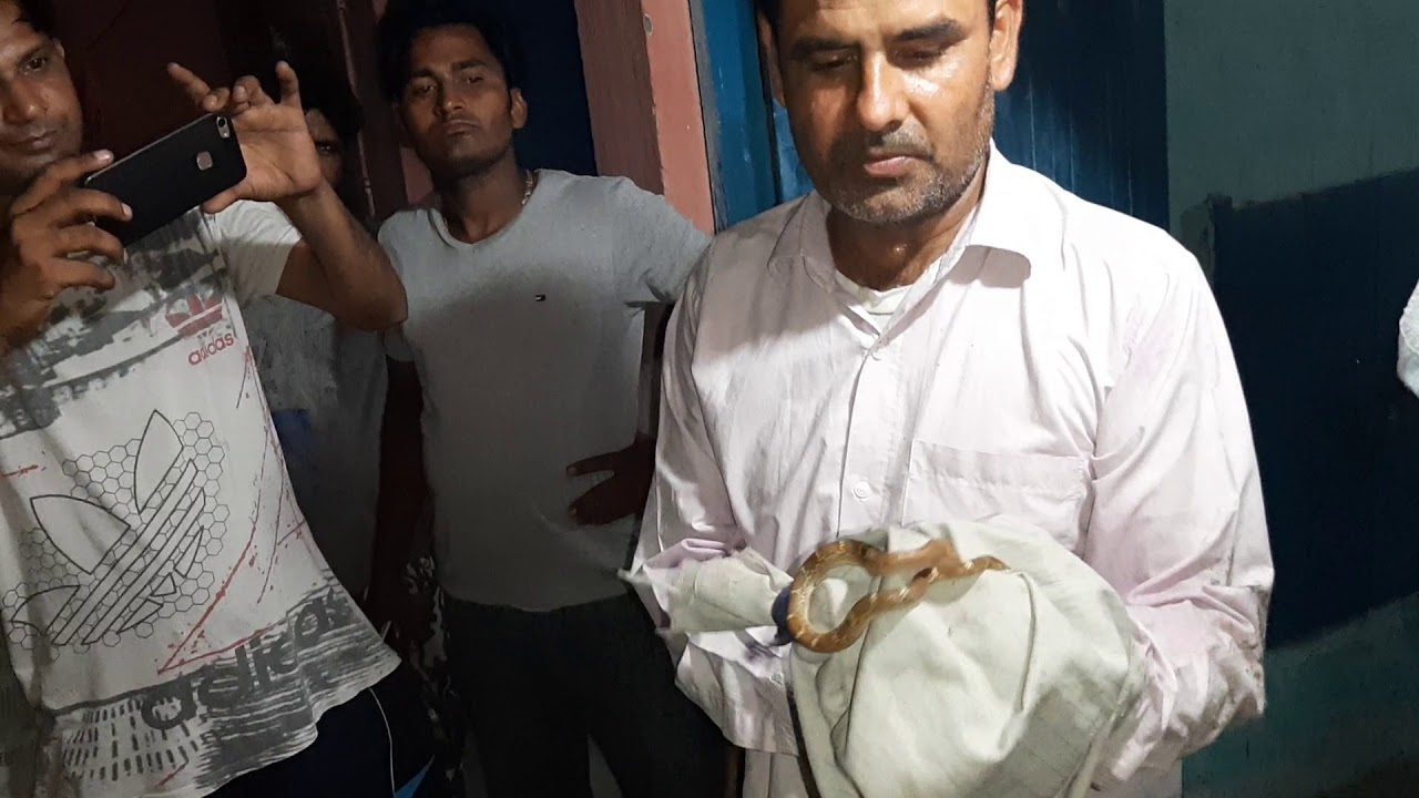 snake rescue team 1 gharlu saap 9255130130