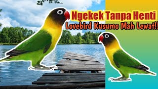 Lovebird Kusumo Mah Lewat !! Lovebird Harga 100 juta Konslet Gak Mau Berhenti