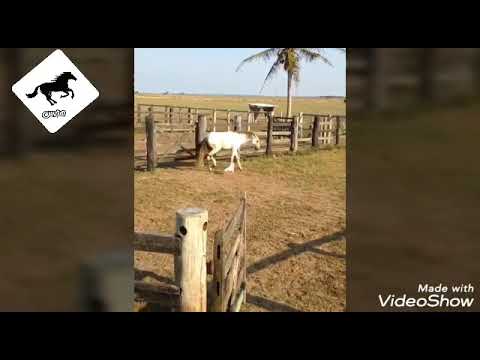 صراع مع الخيل