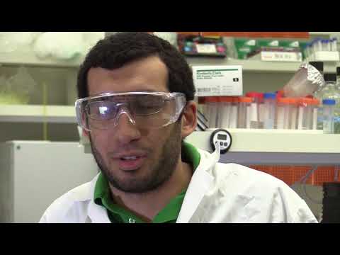 Fluorescent molecule