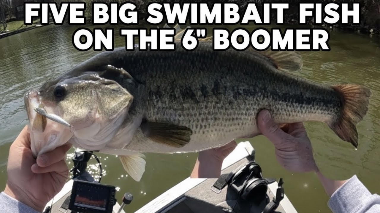 5 Big Swimbait Fish In Under 5 Minutes! Part 1!