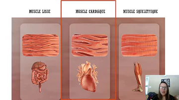 Quels sont les muscles Épitrochléens ?