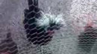 One extremely ugly chicken!