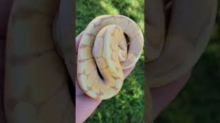Ball Python Genetics Projects - Spider Banana het DesertGhost