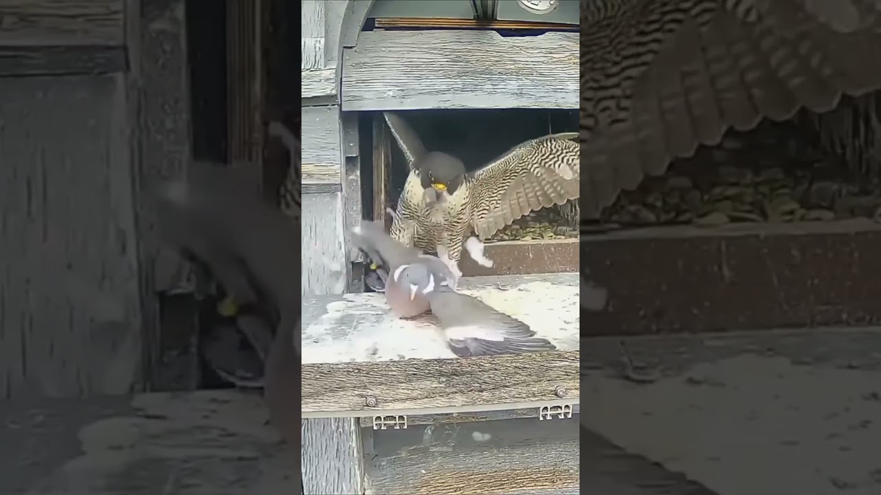 Weird behavior of birds | Falcon vs pigeon