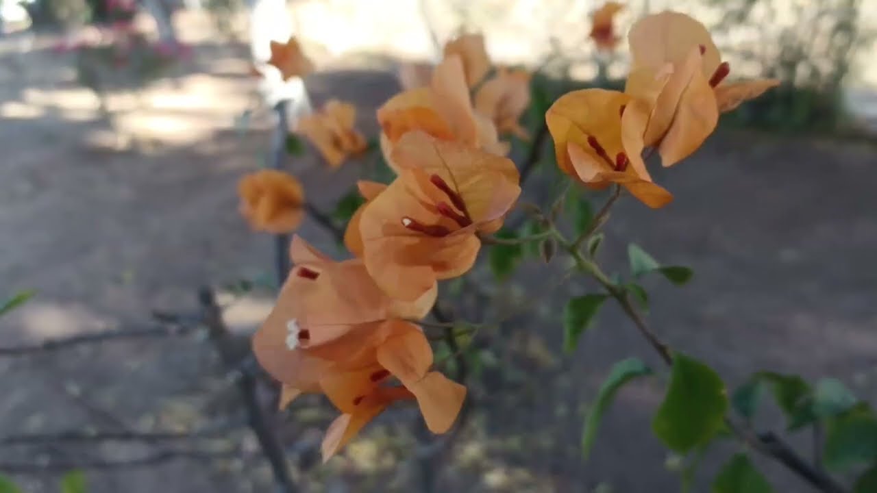 Watch Astro Disonante - Las Flores on YouTube Watch Astro Disonante - Las Flores on YouTube
