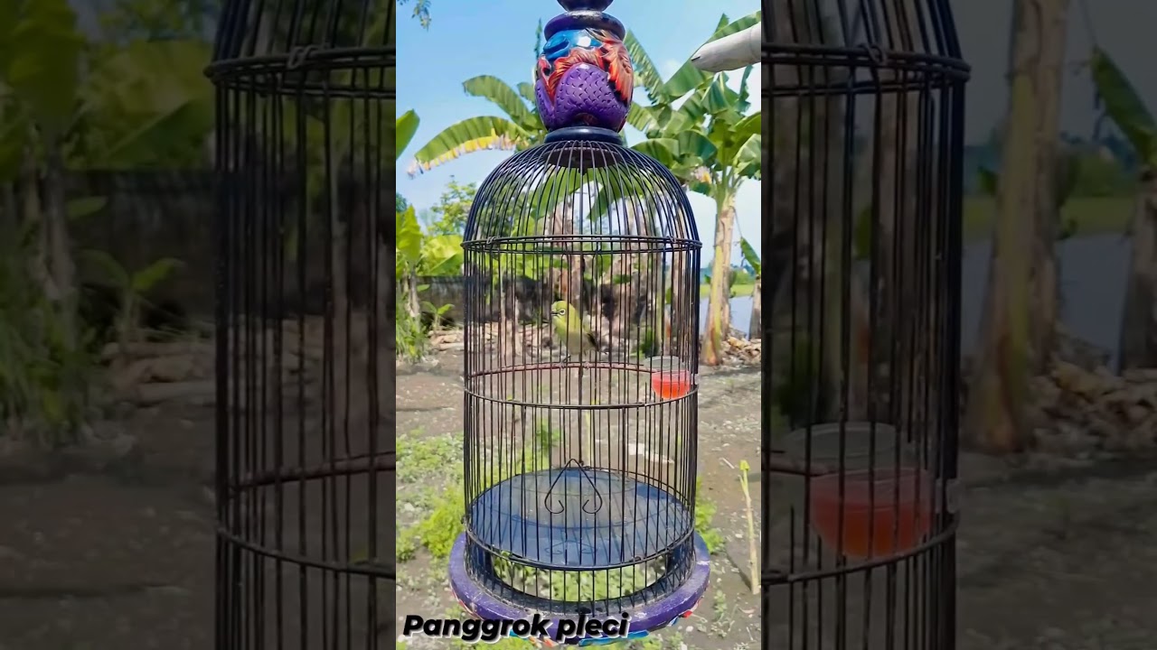 Pleci Nembak Fullspeed 