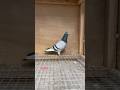 Ref:AP59FRlXceE  splash or nat   son of world famous ornat x soraia #ceyxloft #pigeonracing #racingpigeon #pigeons