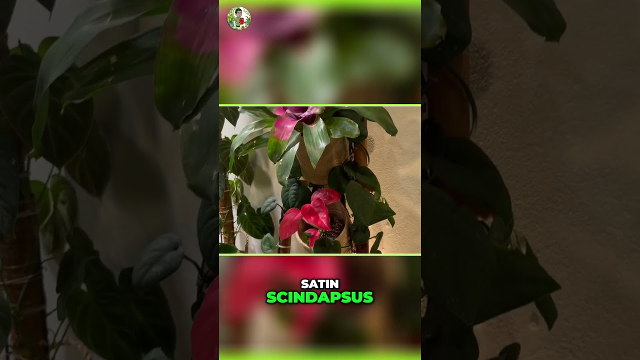 Home Plant Tour! Amazing Room Transformation