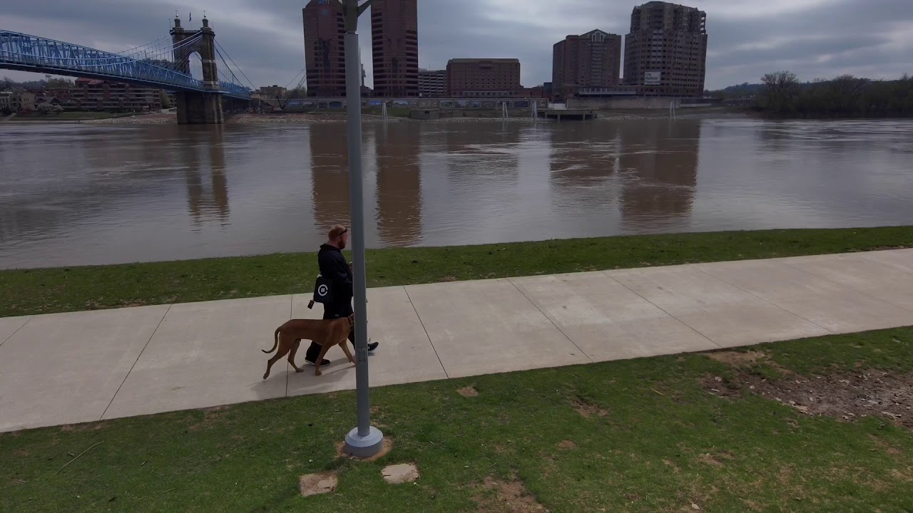 Heel | Rhodesian Ridgeback | Cincinnati Dog Trainers Off Leash K9