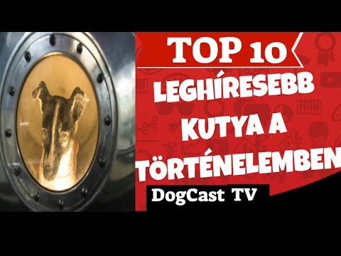 Videó: A Leghíresebb Kutya