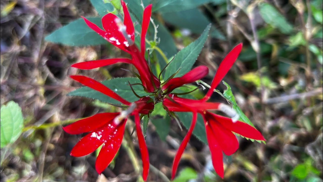 Cycling the Firefly and North Oconee River trails in Athens Ga.