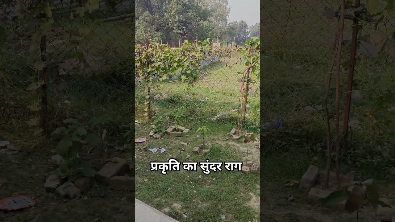 नन्हे मेहमानों का मधुर संगीत: जब चिड़ियों ने चहक कर खाया दाना #mamtaankit