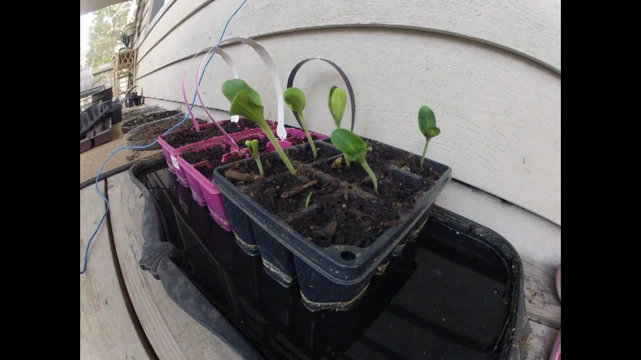 Pumpkin Seeds Sprouting Time Lapse YouTube
