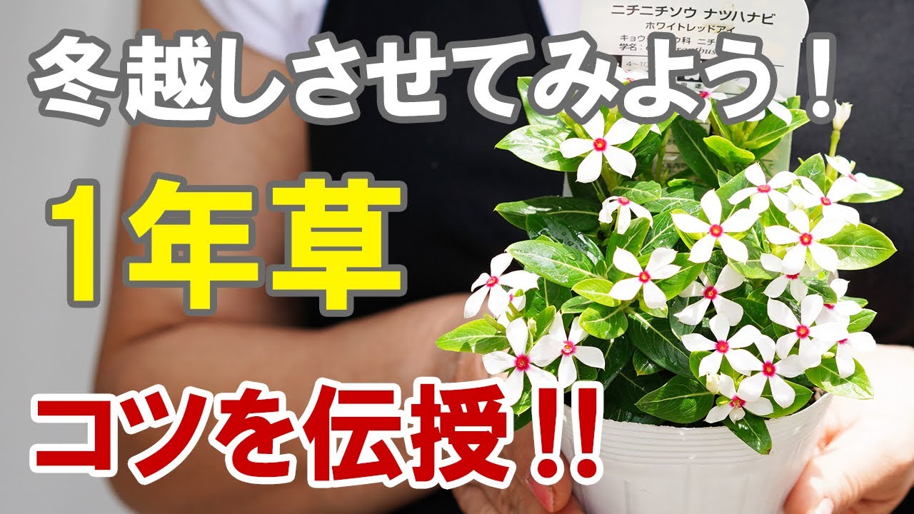 ミニバラの育て方 剪定 植え替え 冬の管理 Youtube