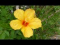 flora asiática FLORES DE HIBISCO paisagismo jardim ornamental decorativa plantas brazilian brasil