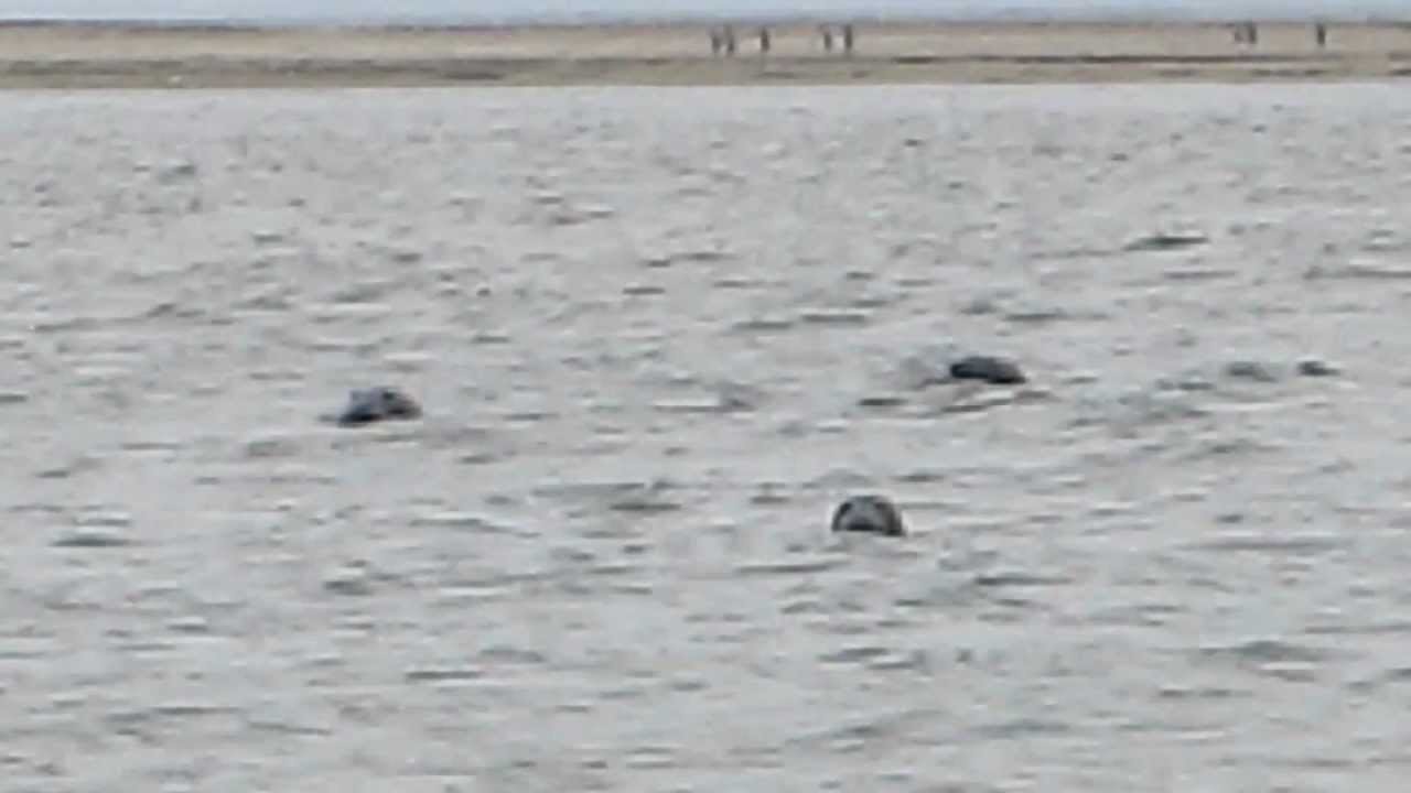 Grey seal colony at Kouchibouguac National Park YouTube