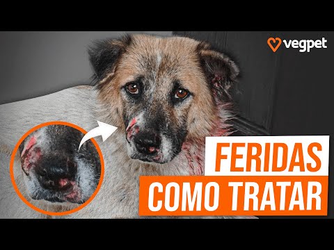 Vídeo: Como os cães obtêm whipworms?