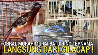 Download Lagu UPDATE ! MURAI BATU TROTOL BERSERTIFIKAT MEWAH TERMURAH KIOS BURUNG PINGGIR JALAN RAYA  MP3