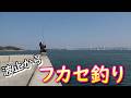 春のマダイを求めて！波止からのフカセ釣り！