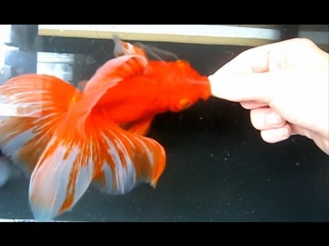Handfeeding a Goldfish