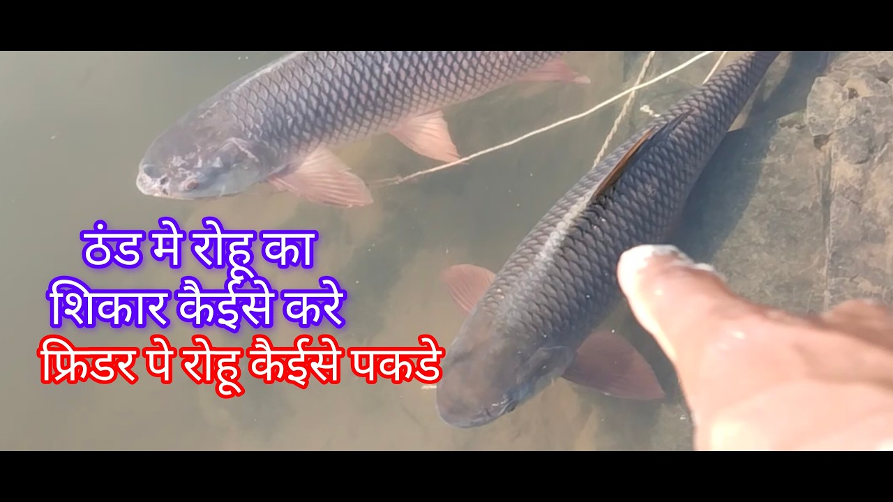 net fishing in river, net fishing videos