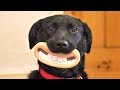 Funny Labradors Compilation