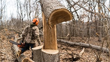 Top 10 Hinge Cut Deer Bedding Area Fails