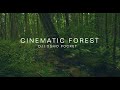 Cinematic Forest - DJI Osmo Pocket