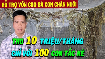 Bán Được Giá Tới 2 Triệu 1 Ký Con Tắc Kè Được Dùng Để Làm Gì ? Mô hình cho Thu Nhập Cao tại Đắk Lắk